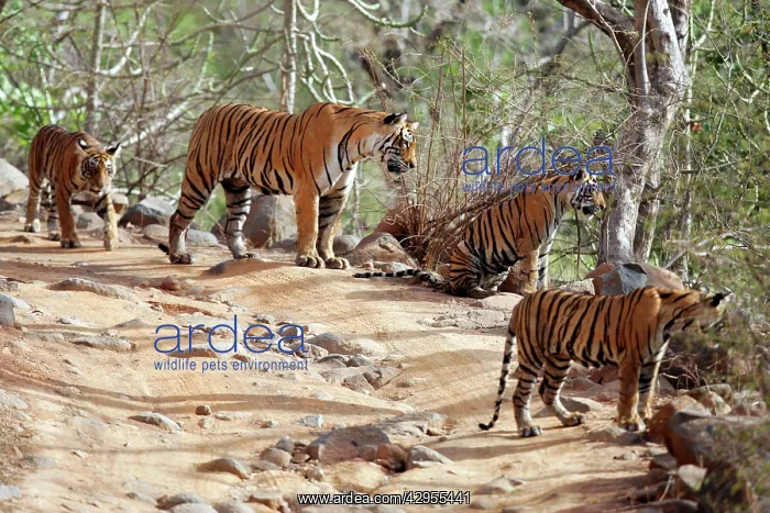 : Tiger - Mother with three 9 month-old cubs : Tiger - Mother with three 9 month-old cubs