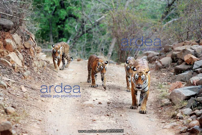 : Tiger - Mother with three 9 month-old cubs : Tiger - Mother with three 9 month-old cubs