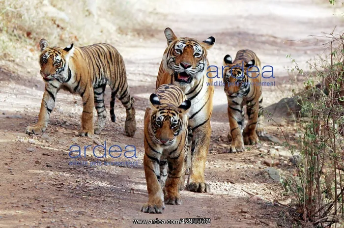 : Tiger - Mother with three 9 month-old cubs : Tiger - Mother with three 9 month-old cubs