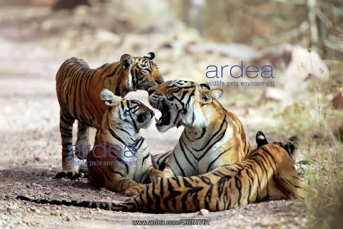 : Tiger - Mother and three 9 month-old cubs, playfully : Tiger - Mother and three 9 month-old cubs, playfully