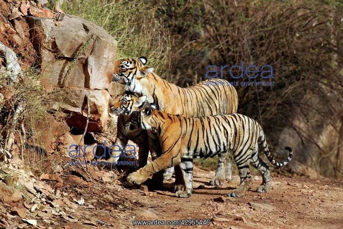 : Tiger - Mother with two 9 month-old cubs, smelling : Tiger - Mother with two 9 month-old cubs, smelling