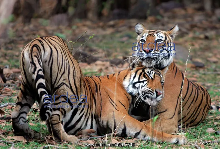 : Tiger - Mother nuzzling 18 month-old cub : Tiger - Mother nuzzling 18 month-old cub