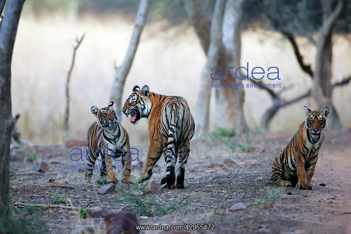 : Tiger - Mother snarling at 9 month-old cub : Tiger - Mother snarling at 9 month-old cub