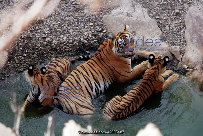 : Tiger - Mother in water pool with two 9 month-old cubs : Tiger - Mother in water pool with two 9 month-old cubs