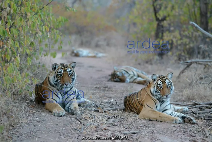 : Tiger - Mother and three two year-old cubs : Tiger - Mother and three two year-old cubs