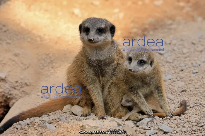 : Tiger nut (Suricata suricatta), adult, two adults, juvenile : Tiger nut (Suricata suricatta), adult, two adults, juvenile