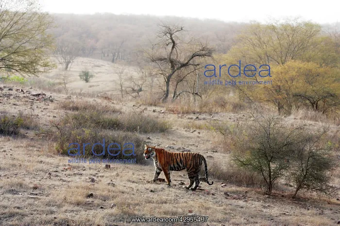 : Tiger - In open landscape : Tiger - In open landscape