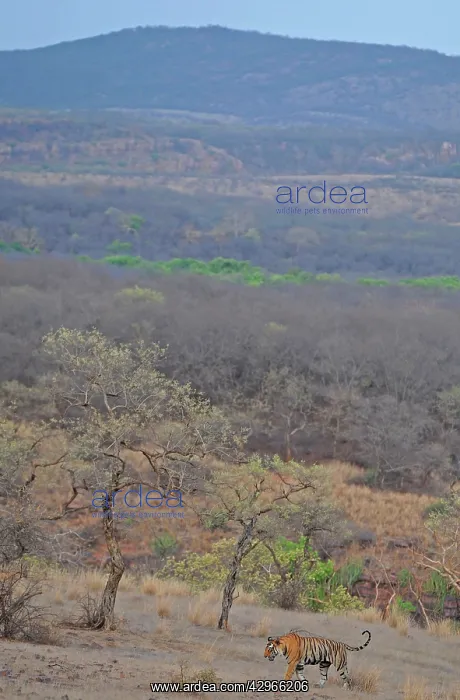 : Tiger - in open landscape : Tiger - in open landscape