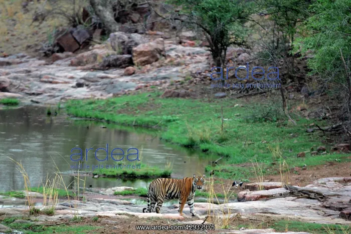 : Tiger - In open landscape near water pool : Tiger - In open landscape near water pool