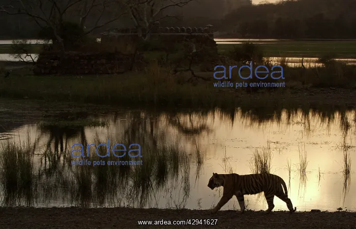 : Tiger by Padam Talao at sunset : Tiger by Padam Talao at sunset