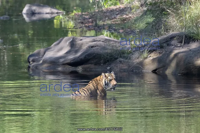  : Tiger (Panthera tigris), Bengal tiger or Indian tiger