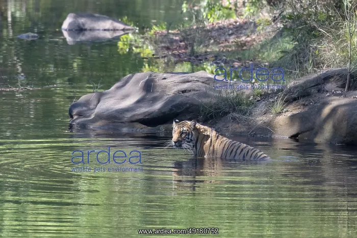 : Tiger (Panthera tigris), Bengal tiger or Indian tiger : Tiger (Panthera tigris), Bengal tiger or Indian tiger