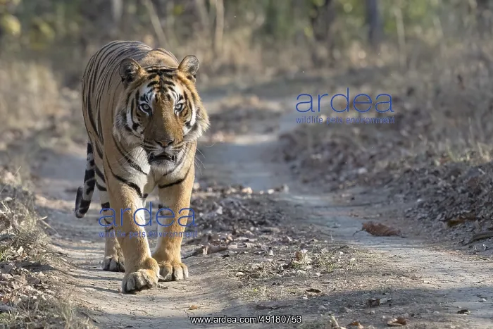 : Tiger (Panthera tigris), Bengal tiger or Indian tiger : Tiger (Panthera tigris), Bengal tiger or Indian tiger