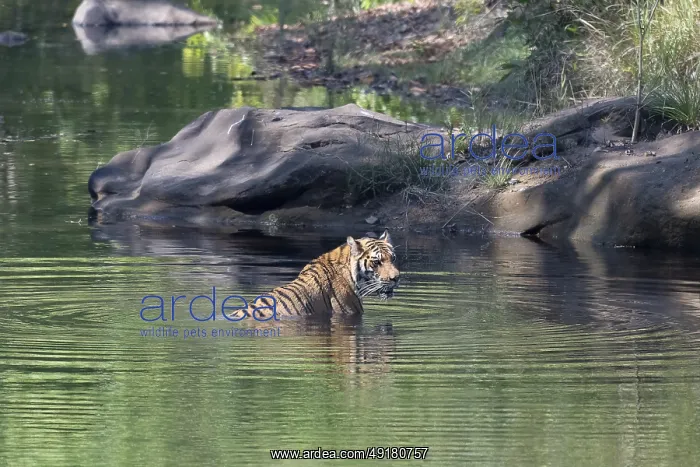 : Tiger (Panthera tigris), Bengal tiger or Indian tiger : Tiger (Panthera tigris), Bengal tiger or Indian tiger