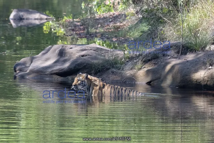 : Tiger (Panthera tigris), Bengal tiger or Indian tiger : Tiger (Panthera tigris), Bengal tiger or Indian tiger