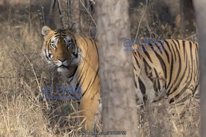 : Tiger (Panthera tigris), Bengal tiger or Indian tiger : Tiger (Panthera tigris), Bengal tiger or Indian tiger