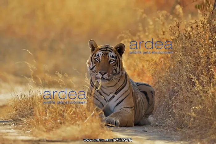 : Tiger (Panthera tigris) lying on a forest track : Tiger (Panthera tigris) lying on a forest track