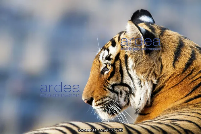 : Tiger (Panthera tigris), portrait side view of his : Tiger (Panthera tigris), portrait side view of his