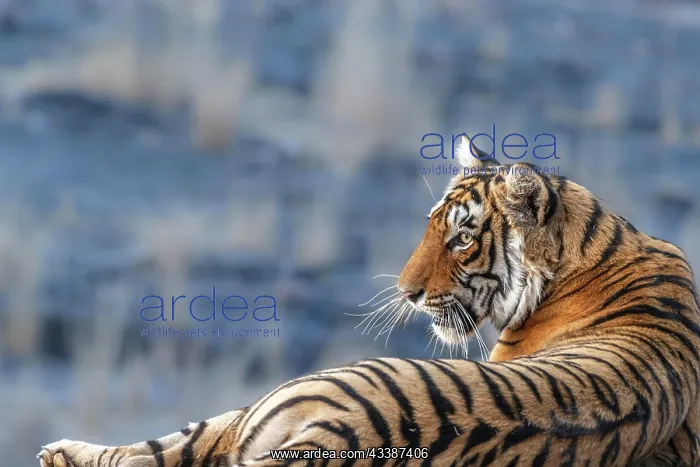 : Tiger (Panthera tigris), portrait side view of his : Tiger (Panthera tigris), portrait side view of his