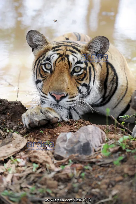 : Tiger (Panthera tigris). Ranthambhore National Park - Rajasthan - India