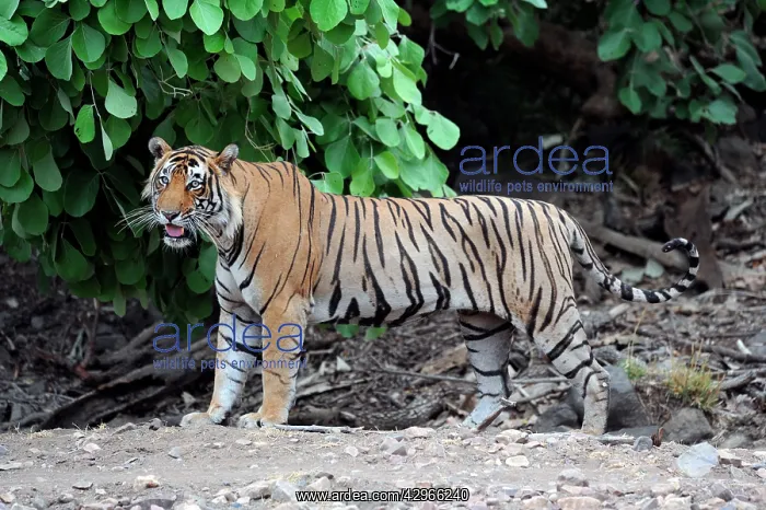 : Tiger (Panthera tigris). Ranthambhore National Park - Rajasthan - India : Tiger (Panthera tigris). Ranthambhore National Park - Rajasthan - India