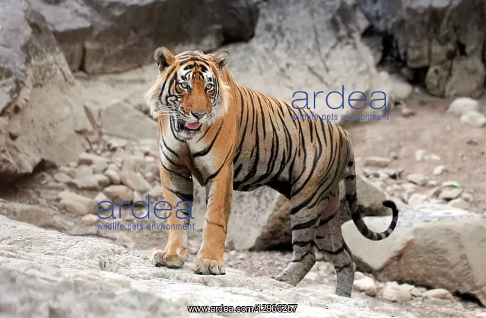 : Tiger (Panthera tigris). Ranthambhore National Park - Rajasthan - India : Tiger (Panthera tigris). Ranthambhore National Park - Rajasthan - India