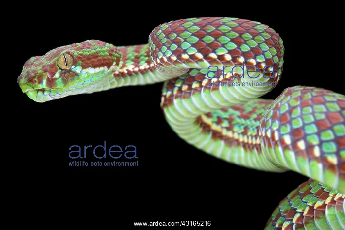 : Tiger pit viper (Trimeresurus venustus), Thailand : Tiger pit viper (Trimeresurus venustus), Thailand