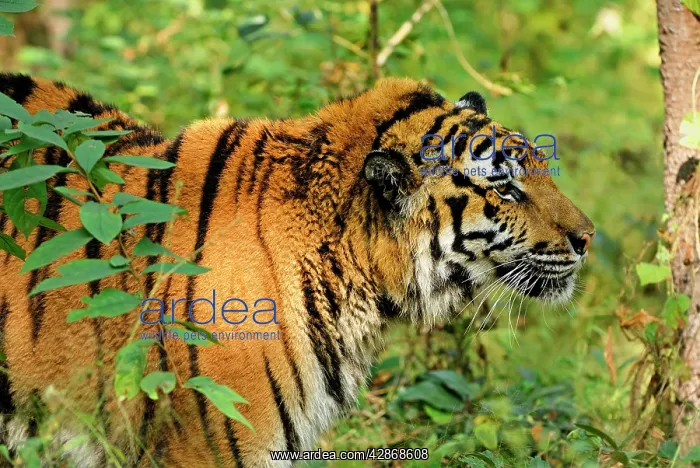 : Tiger - probable hybrid: Bengal cross Indo-Chinese : Tiger - probable hybrid: Bengal cross Indo-Chinese