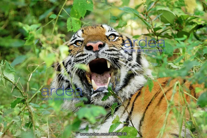 : Tiger - probable hybrid: Bengal cross Indo-Chinese : Tiger - probable hybrid: Bengal cross Indo-Chinese