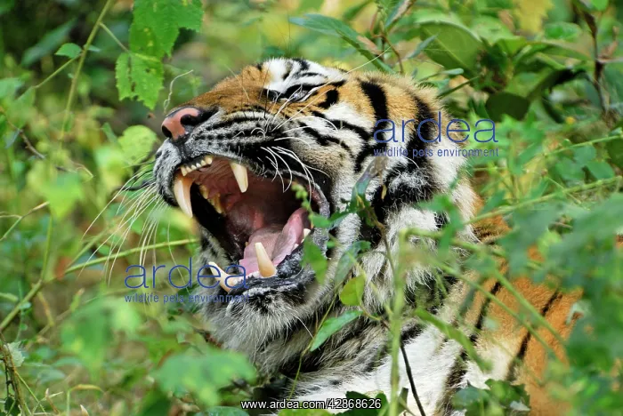 : Tiger - probable hybrid: Bengal cross Indo-Chinese : Tiger - probable hybrid: Bengal cross Indo-Chinese