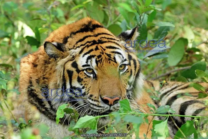 : Tiger - probable hybrid: Bengal cross Indo-Chinese : Tiger - probable hybrid: Bengal cross Indo-Chinese