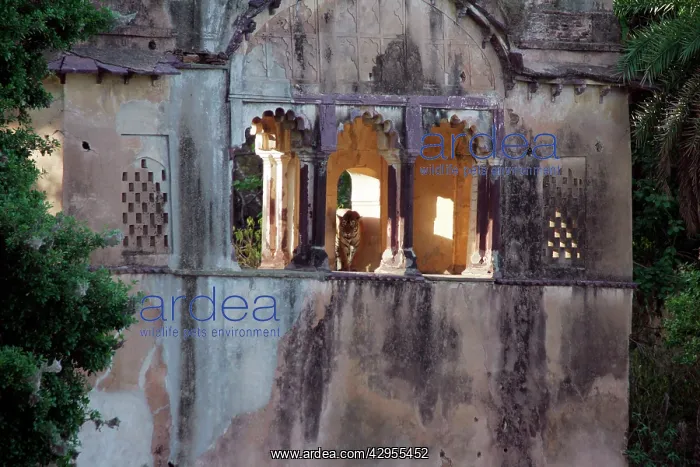 : Tiger - In Rajbagh Palace : Tiger - In Rajbagh Palace