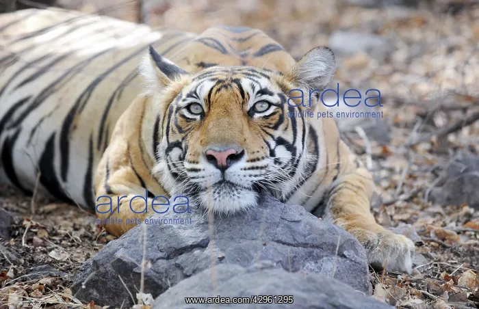 : Tiger - Ranthambhore National Park : Tiger - Ranthambhore National Park