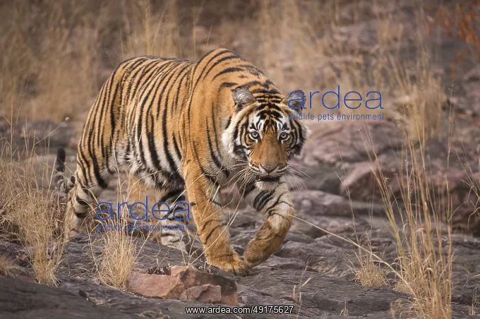 : Tiger in Ranthambhore national park : Tiger in Ranthambhore national park