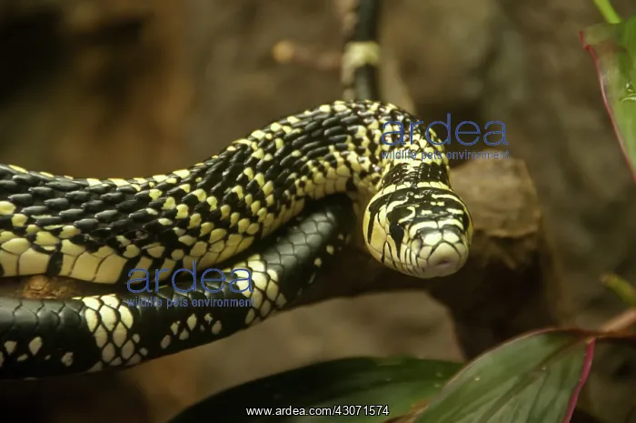 : Tiger Rat Snake : Tiger Rat Snake
