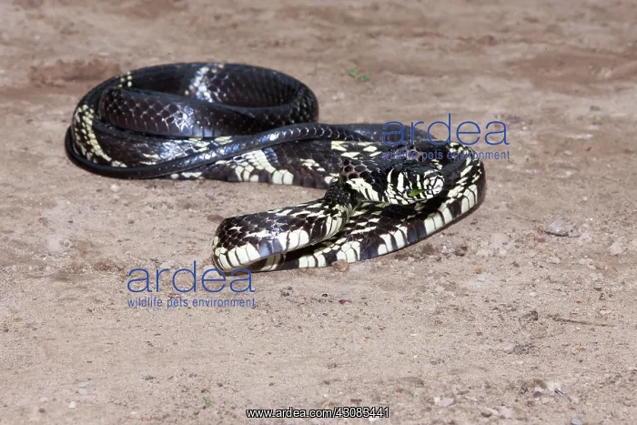 : Tiger Ratsnake : Tiger Ratsnake