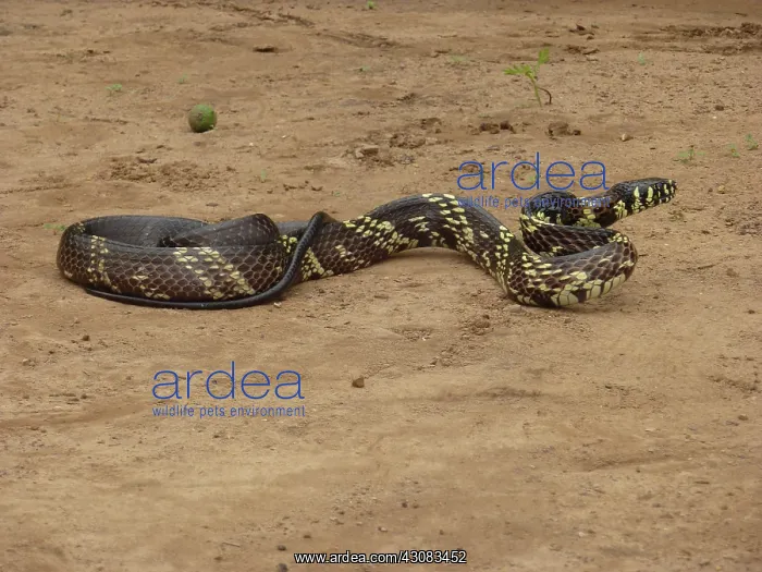 : Tiger Ratsnake : Tiger Ratsnake