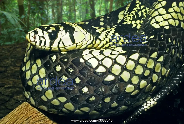 : Tiger Ratsnake : Tiger Ratsnake