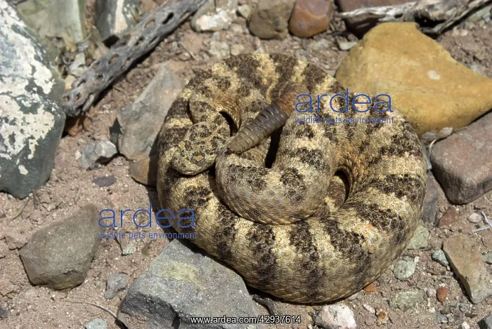 : Tiger Rattlesnake : Tiger Rattlesnake