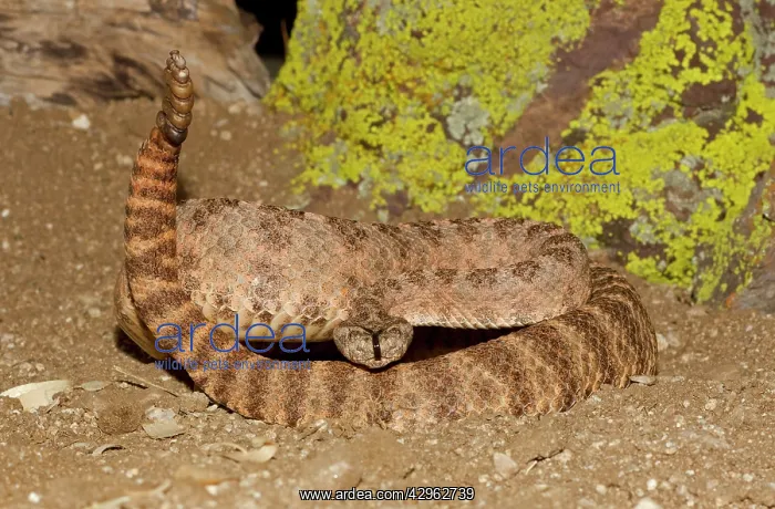 : Tiger Rattlesnake : Tiger Rattlesnake