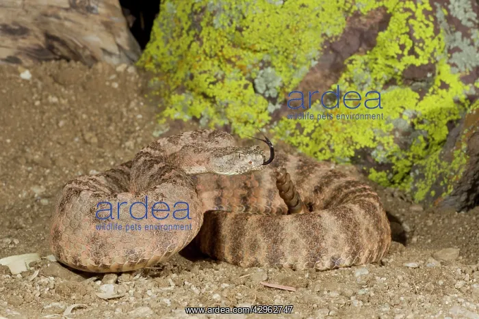 : Tiger Rattlesnake : Tiger Rattlesnake
