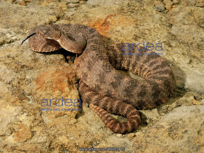 : Tiger Rattlesnake : Tiger Rattlesnake