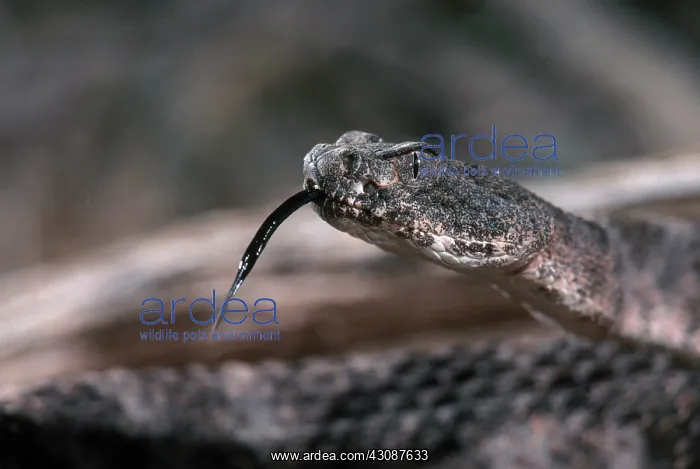 : Tiger Rattlesnake : Tiger Rattlesnake