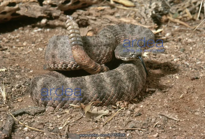 : Tiger Rattlesnake : Tiger Rattlesnake