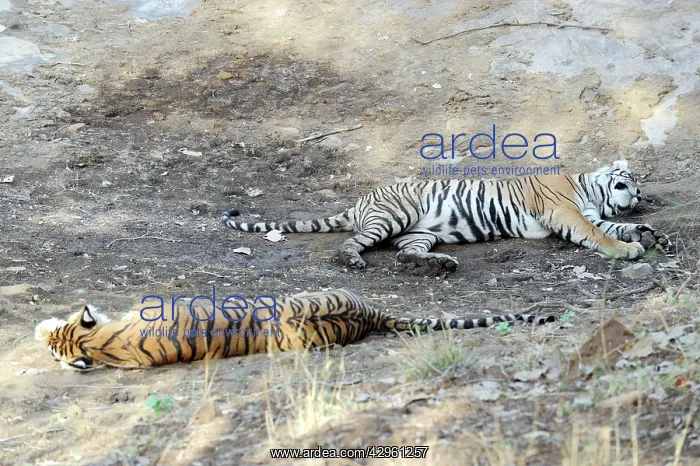 : Tiger - resting - Ranthambhore National Park : Tiger - resting - Ranthambhore National Park