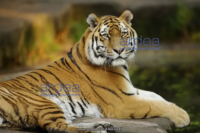 : A tiger resting relaxed on a rock, the stripes prominent in : A tiger resting relaxed on a rock, the stripes prominent in