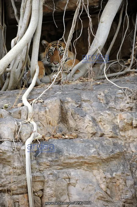 : Tiger - resting amongst roots of Banyan Tree (Ficus : Tiger - resting amongst roots of Banyan Tree (Ficus