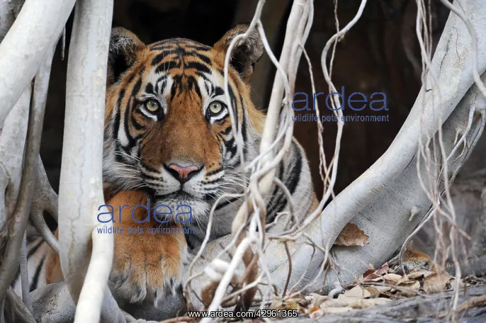 : Tiger - resting amongst roots of Banyan Tree (Ficus : Tiger - resting amongst roots of Banyan Tree (Ficus