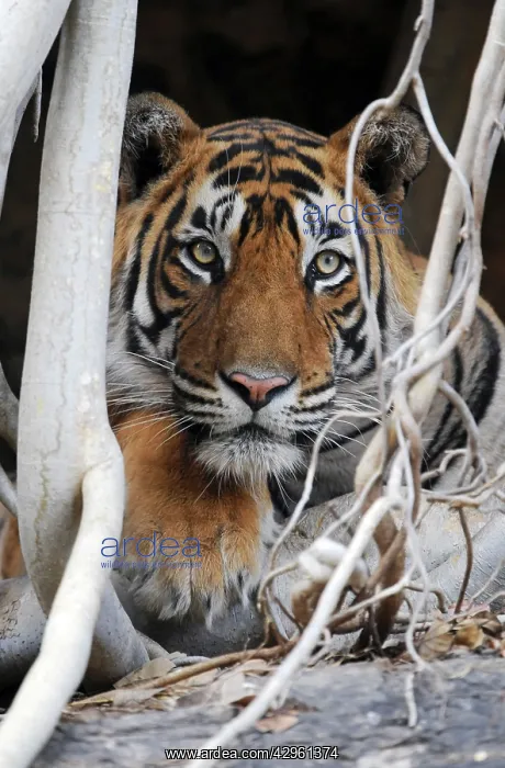  : Tiger - resting amongst roots of Banyan Tree (Ficus