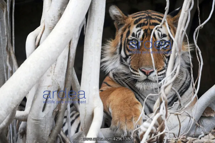 : Tiger - resting amongst roots of Banyan Tree (Ficus : Tiger - resting amongst roots of Banyan Tree (Ficus